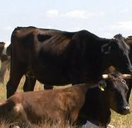 INSPAIMANTATI din cauza bolii limbii albastre! Au inceput sa le moara animalele din curti